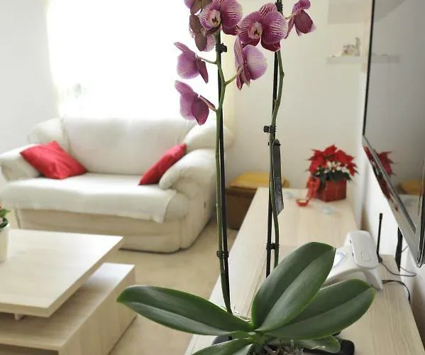 Apartman Vlatka Split